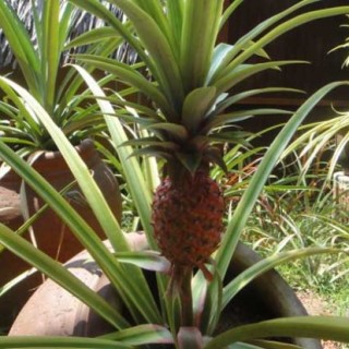 盆栽菠萝的种植方法,第4图