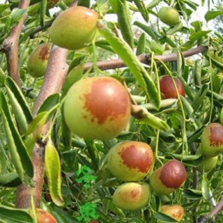 冬枣树栽培技术,第1图