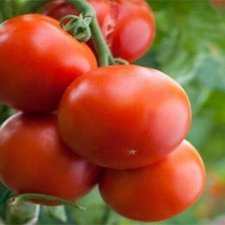 西红柿高产施肥方法,第3图