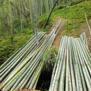 毛竹的种植技术,第2图