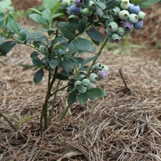 蓝莓越冬防寒技术,第4图
