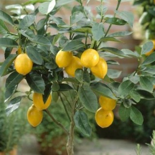 柠檬树种植技术(2),第1图