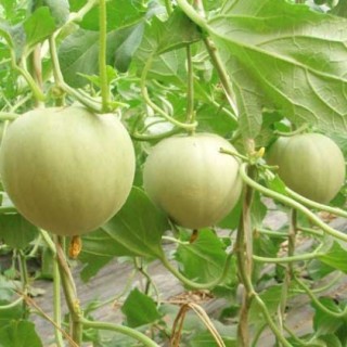 香瓜高产栽培技术,第4图
