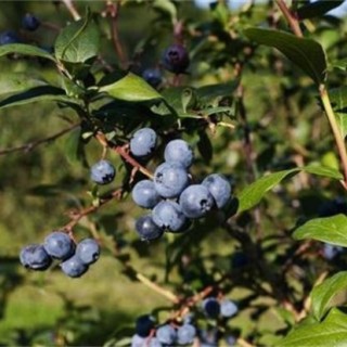 蓝莓僵果防治方法,第3图