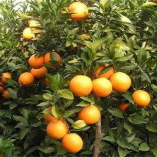 柑橘除酸增甜措施,第1图