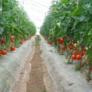 西红柿丰产栽培技术,第5图
