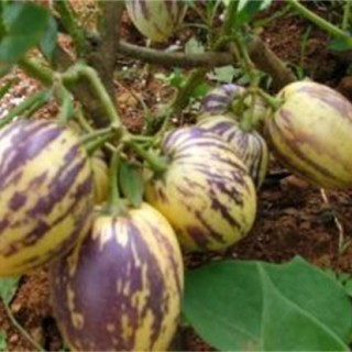 香瓜茄的种植方法,第1图