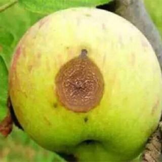 苹果常见病虫害防治方法,第1图