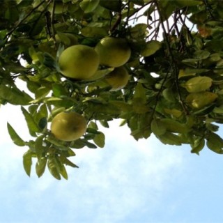 柚子树的高产栽培技术,第3图