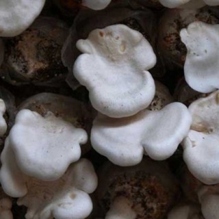 白灵菇高产种植技术(2),第3图