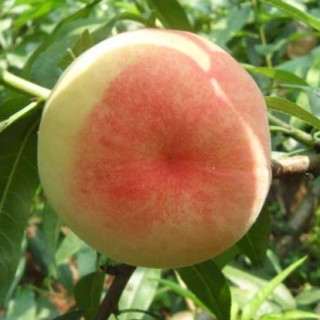 水蜜桃的种植技术,第6图