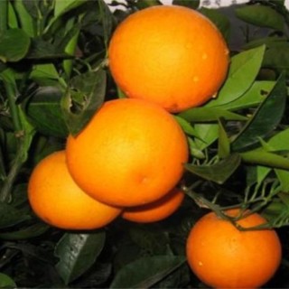 血橙的种植技术,第2图