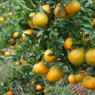 柑橘的病虫害防治技术(2),第2图