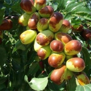 枣树种植管理要点,第4图