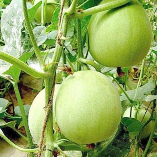 香瓜怎么种植,第3图