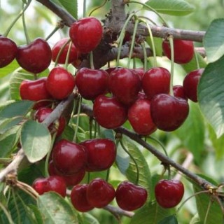 大樱桃的种植技术,第3图