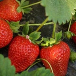 草莓对环境条件的要求,第2图
