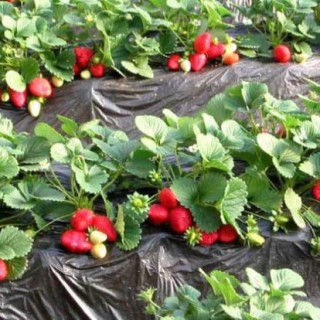 四季草莓种植技术,第2图