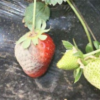 草莓烂果的原因及解决方法,第1图