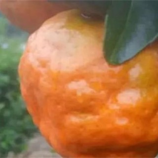 柑橘浮皮原因及防治措施,第3图