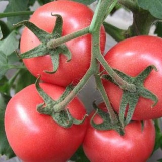 西红柿丰产栽培技术,第2图