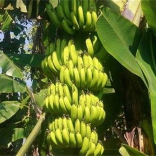 香蕉高产种植技术,第3图