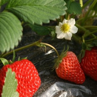 草莓花期管理技术要点,第4图