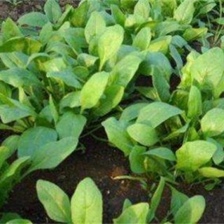 种植菠菜的生长环境,第2图