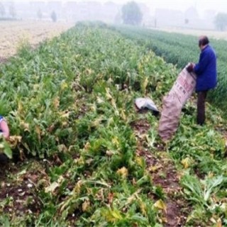 榨菜种植的田间管理,第3图