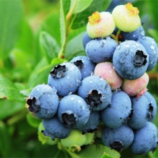 蓝莓种植条件,第1图