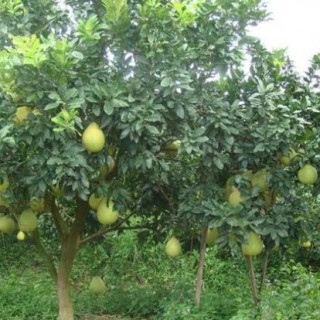 柚子种植的注意事项,第3图
