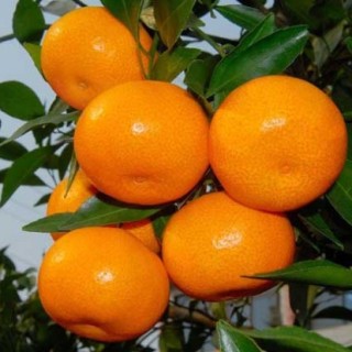 柑橘黄叶病防治技术,第4图