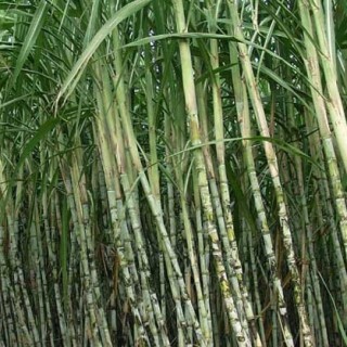 甘蔗的种植技术,第3图