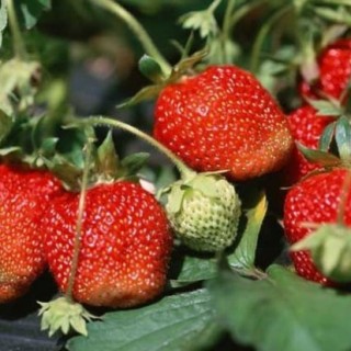 草莓种苗培育技术,第2图