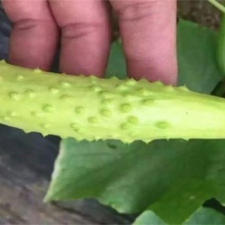 白黄瓜种植技术,第3图