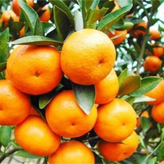 种植柑橘的注意事项,第1图