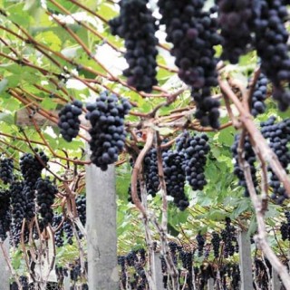 夏黑葡萄种植技术(2),第1图