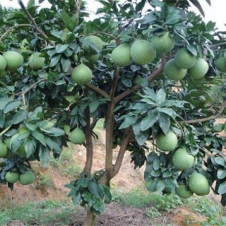 琯溪蜜柚的种植方法 ,第1图