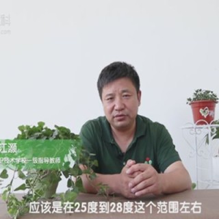 怎样让常春藤长得快,第1图