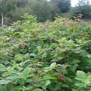 山莓的种植方法,第2图