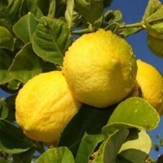 柠檬树种植技术,第3图