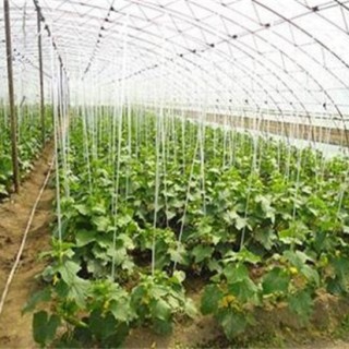 黄瓜种植技术,第1图