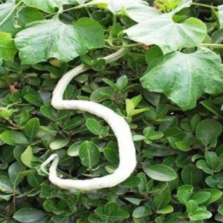 蛇瓜播种育苗技术,第2图