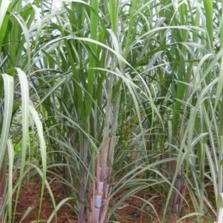 甘蔗的种植时间,第2图