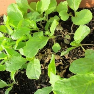 萝卜菜的种植方法,第4图