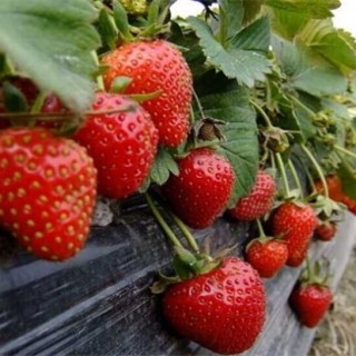 草莓对环境条件的要求,第1图