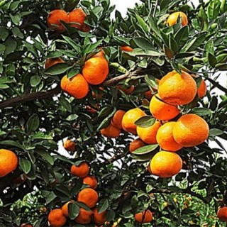 种植柑橘的注意事项,第5图