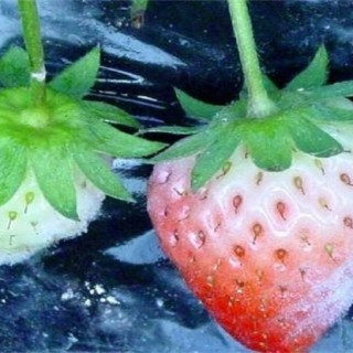 草莓白粉病的防治方法,第3图
