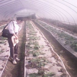 冬天种植蔬菜如何采取防寒防冻措施,第4图
