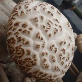 花菇高产种植技术,第1图